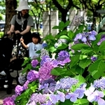 梅雨入りが宣言された町中で鮮やかに咲くアジサイ＝２１日午後、神戸市中央区加納町６（撮影・風斗雅博）