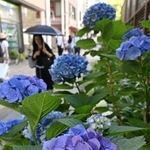 梅雨入りが宣言された町中で鮮やかに咲くアジサイ＝２１日午後、神戸市中央区加納町５（撮影・風斗雅博）