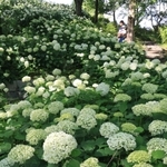 朝までの雨に濡れて輝く西洋アジサイのアナベル＝２１日午後、神戸市北区山田町上谷上（撮影・小林良多）