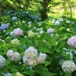 朝までの雨に濡れて輝く西洋アジサイのアナベル＝２１日午後、神戸市北区山田町上谷上（撮影・小林良多）