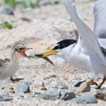 コアジサシの親鳥から餌をもらうひな＝神戸市垂水区（撮影・小林良多）