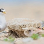砂浜でふ化したひなに餌を運ぶコアジサシの親鳥＝神戸市垂水区（撮影・小林良多）