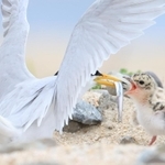 砂浜の巣で親鳥から餌をもらうコアジサシのひな＝神戸市垂水区（撮影・小林良多）