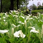 花期を迎え、葉の半分ほどが白く色づいたハンゲショウ＝２６日午前、神戸市北区しあわせの村（撮影・風斗雅博）