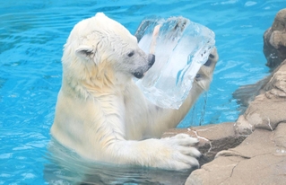 氷柱をプレゼントされたホッキョクグマの「ゆめ」＝１４日午後、神戸市灘区王子町３（撮影・小林良多）