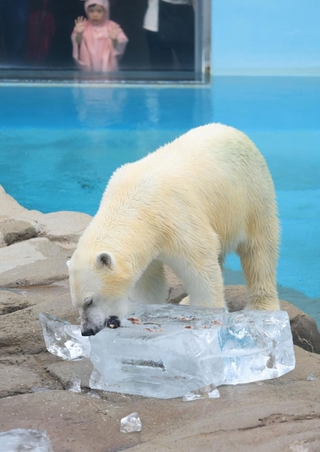 氷柱をかじるホッキョクグマの「ゆめ」＝１４日午後、神戸市灘区王子町３（撮影・小林良多））