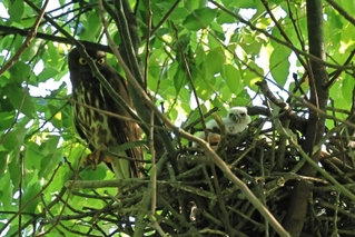 親鳥に身を寄せようと、巣のへりまで登るアオバズクのひな＝神戸市須磨区内（地元愛鳥会会長提供）