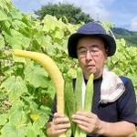 宍粟三尺を栽培する大砂正則さん。左の大きく黄色いのは種取り用＝宍粟市内