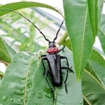 特定外来生物のクビアカツヤカミキリ（兵庫県提供）