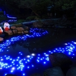 天の川に見立てた光の帯＝６日夜、西宮市社家町、西宮神社