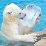 氷柱をプレゼントされたホッキョクグマの「ゆめ」＝１４日午後、神戸市灘区王子町３（撮影・小林良多）