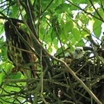 親鳥に身を寄せようと、巣のへりまで登るアオバズクのひな＝神戸市須磨区内（地元愛鳥会会長提供）