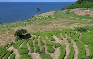 能登半島地震で大部分が損壊した白米千枚田。それでも例年の１割強の作付けで、早生の稲穂が実っている＝７日午後、石川県輪島市白米町（撮影・長嶺麻子）