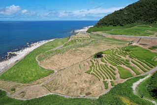 修復途上の白米千枚田に、わせの稲穂が実る。地震で海岸線は隆起した＝７日午後、石川県輪島市白米町（ドローンで撮影）