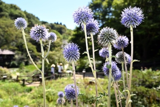 風に揺れる色鮮やかなヒゴタイ＝神戸市灘区、六甲高山植物園（撮影・風斗雅博）