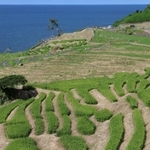 能登半島地震で大部分が損壊した白米千枚田。それでも例年の１割強の作付けで、早生の稲穂が実っている＝７日午後、石川県輪島市白米町（撮影・長嶺麻子）