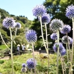 風に揺れる色鮮やかなヒゴタイ＝神戸市灘区、六甲高山植物園（撮影・風斗雅博）