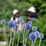 風に揺れる色鮮やかなヒゴタイ＝神戸市灘区、六甲高山植物園（撮影・風斗雅博）