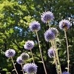 風に揺れる色鮮やかなヒゴタイ＝神戸市灘区、六甲高山植物園（撮影・風斗雅博）