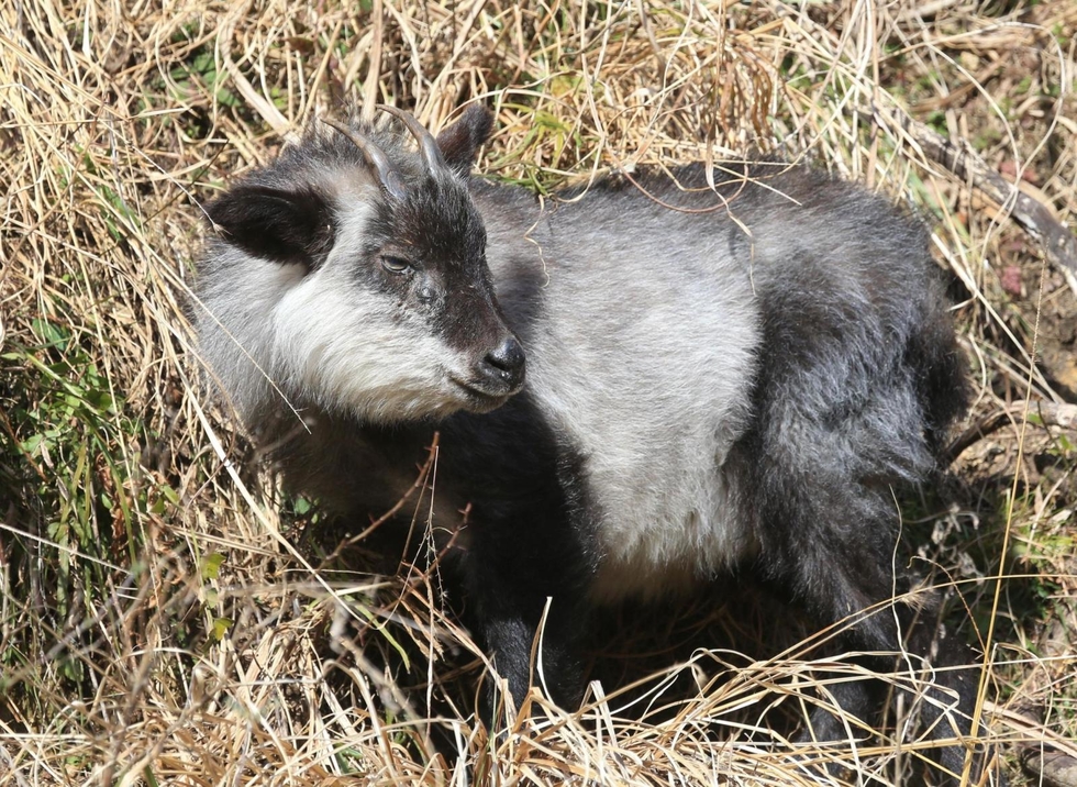 ニホンカモシカ、ニホンジカに縄張り追われた？ 2年半前に兵庫で
