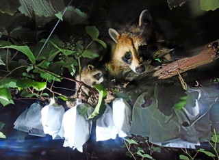 収穫期を迎えたブドウの樹上に現れたアライグマの親子＝２２年７月、加西市東剣坂町