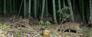 タケノコなどをむさぼるイノシシ。人が植えた竹林は野生動物にとっては人里への“前線基地”だ＝２０２３年５月、洲本市安乎町