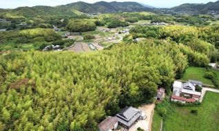 人里周辺を覆う竹林。成長の早さから他の植物を呑み込みながら、里を浸食するようだ＝２０２３年５月、洲本市安乎町（ドローンで撮影）