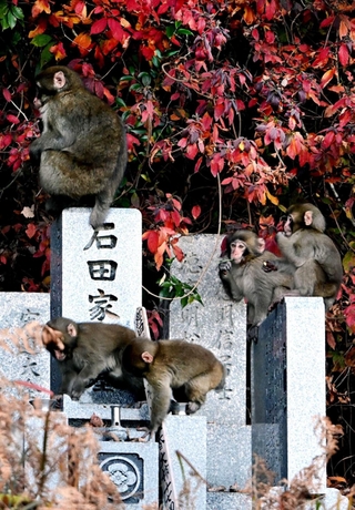 墓地で遊ぶニホンザルの群れ。花立ての水をすすったり卒塔婆を倒したり、２０頭前後が気ままに遊んでいた＝２０２１年１２月、丹波篠山市内