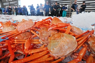 北海道産 大ズワイ甲羅盛×8個＜小田切水産＞ オオズワイ 蟹 かに