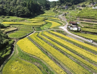 収穫期を迎えた黄金色の棚田＝兵庫県佐用町大木谷（ドローンで撮影）