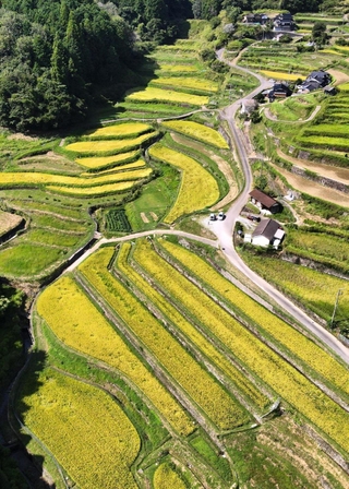 収穫期を迎えた黄金色の棚田＝兵庫県佐用町大木谷（ドローンで撮影）