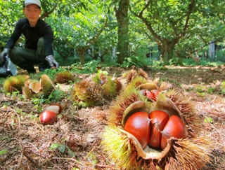 イガの中から顔をのぞかせるつややかな栗の実＝丹波篠山市味間奥