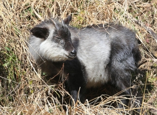 兵庫県猪名川町内に生息していたニホンカモシカ＝２０２２年２月