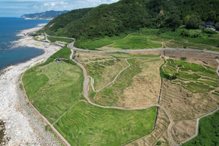 １００４枚中、１２０枚で早生の稲穂が実った白米千枚田。海岸線は隆起している＝８月７日、石川県輪島市白米町（ドローンで撮影）