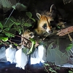 収穫期を迎えたブドウの樹上に現れたアライグマの親子＝２２年７月、加西市東剣坂町