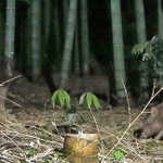 タケノコなどをむさぼるイノシシ。人が植えた竹林は野生動物にとっては人里への“前線基地”だ＝２０２３年５月、洲本市安乎町