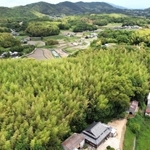 人里周辺を覆う竹林。成長の早さから他の植物を呑み込みながら、里を浸食するようだ＝２０２３年５月、洲本市安乎町（ドローンで撮影）