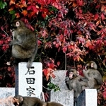 墓地で遊ぶニホンザルの群れ。花立ての水をすすったり卒塔婆を倒したり、２０頭前後が気ままに遊んでいた＝２０２１年１２月、丹波篠山市内