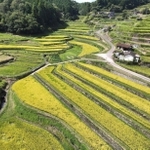 収穫期を迎えた黄金色の棚田＝兵庫県佐用町大木谷（ドローンで撮影）