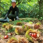 いがから顔をのぞかせるつややかな栗の実＝１３日午後、丹波篠山市味間奥