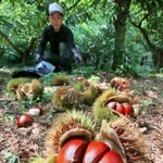 イガの中から顔をのぞかせるつややかな栗の実＝丹波篠山市味間奥
