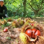 イガの中から顔をのぞかせるつややかな栗の実＝丹波篠山市味間奥