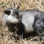 兵庫県猪名川町内に生息していたニホンカモシカ＝２０２２年２月