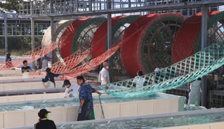 早朝から始まるノリ網の種付け作業。遅れている海水温の低下を待つばかり＝明石市二見町南二見、兵庫のり研究所