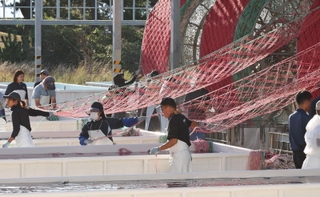 連日早朝から続くノリ網の種付け作業。今年は海水温がまだ高く、本格的な秋の到来を待って沖合に張り付けられる＝明石市二見町南二見、兵庫のり研究所