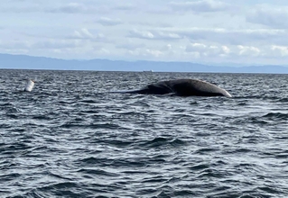 神戸市垂水区周辺の沖合で見つかったクジラの死骸（読者提供）