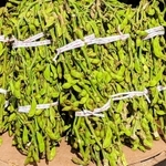 丹波篠山特産の「丹波篠山黒枝豆」＝2023年10月、丹波篠山市内