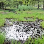 長年放置され、荒れ果てた池＝三田市小野、小野公園