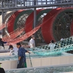 早朝から始まるノリ網の種付け作業。遅れている海水温の低下を待つばかり＝明石市二見町南二見、兵庫のり研究所