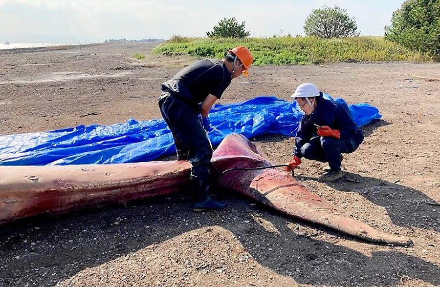 クジラ死骸は骨格標本に 神戸・垂水沖で発見 埋め立て処分場で土砂で